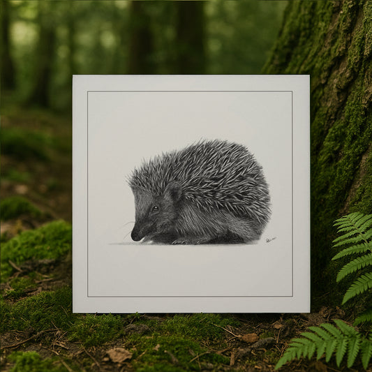 Hedgehog in Stillness | 300mm Square Print